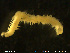  ( - NTNU-VM-76638)  @11 [ ] Creative Commons  Attribution Non-Commercial Share-Alike (2020) NTNU University Museum, Department of Natural History NTNU University Museum, Department of Natural History