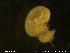  ( - NTNU-VM-76639)  @11 [ ] Creative Commons  Attribution Non-Commercial Share-Alike (2020) NTNU University Museum, Department of Natural History NTNU University Museum, Department of Natural History