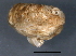  ( - BIOUG09922-H03)  @14 [ ] CreativeCommons - Attribution (2014) CBG Photography Group Centre for Biodiversity Genomics