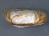  ( - BIOUG09922-H06)  @13 [ ] CreativeCommons - Attribution (2014) CBG Photography Group Centre for Biodiversity Genomics