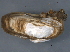 ( - BIOUG09922-H08)  @14 [ ] CreativeCommons - Attribution (2014) CBG Photography Group Centre for Biodiversity Genomics