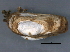  ( - BIOUG09922-H08)  @13 [ ] CreativeCommons - Attribution (2014) CBG Photography Group Centre for Biodiversity Genomics