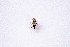  (Eristalinus quinquelineatus - seq _2)  @12 [ ] Unspecified (default): All Rights Reserved (2019) JASHAN THIND PUNJAB AGRICULTURAL UNIVERSITY, LUDHIANA