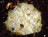  (Echinodictyinae - KML1181)  @11 [ ] Copyright (2012) Neil McDaniel McDaniel Photography
