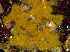  (Antho lithophoenix - KML1192)  @11 [ ] Copyright (2012) Neil McDaniel McDaniel Photography