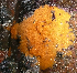  (Myxilla behringensis - KML1216)  @11 [ ] Unspecified (default): All Rights Reserved  Unspecified Unspecified