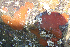  (Clathria originalis - KML1269)  @11 [ ] Unspecified (default): All Rights Reserved  Unspecified Unspecified