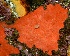  (Antho lambei - KML1287)  @11 [ ] Unspecified (default): All Rights Reserved  Unspecified Unspecified
