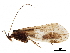  ( - CCDB-33288-A07)  @11 [ ] CreativeCommons - Attribution (2019) CBG Photography Group Centre for Biodiversity Genomics