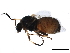  ( - CCDB-33289-E06)  @11 [ ] CreativeCommons - Attribution (2019) CBG Photography Group Centre for Biodiversity Genomics