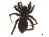  ( - CCDB-33290-D04)  @13 [ ] CreativeCommons - Attribution (2019) CBG Photography Group Centre for Biodiversity Genomics