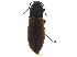  ( - CCDB-33290-D11)  @11 [ ] CreativeCommons - Attribution (2019) CBG Photography Group Centre for Biodiversity Genomics