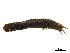  ( - CCDB-33290-D12)  @11 [ ] CreativeCommons - Attribution (2019) CBG Photography Group Centre for Biodiversity Genomics