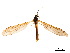  ( - CCDB-33290-G05)  @11 [ ] CreativeCommons - Attribution (2019) CBG Photography Group Centre for Biodiversity Genomics