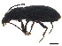  ( - CCDB-33290-H06)  @11 [ ] CreativeCommons - Attribution (2019) CBG Photography Group Centre for Biodiversity Genomics