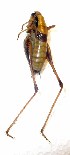  (Eupholidoptera megastyla - 01DRAGO_B01)  @11 [ ] CreativeCommons - Attribution (2010) Gergin Blagoev, Centre for Biodiversity Genomics Centre for Biodiversity Genomics