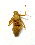  ( - 01DRAGO_E11)  @13 [ ] CreativeCommons - Attribution (2010) Gergin Blagoev, Centre for Biodiversity Genomics Centre for Biodiversity Genomics