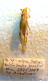  ( - 01DRAGO_F07)  @11 [ ] CreativeCommons - Attribution (2010) Gergin Blagoev, Centre for Biodiversity Genomics Centre for Biodiversity Genomics