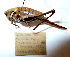  (Pholidoptera aptera - 01DRAGO_H07)  @11 [ ] CreativeCommons - Attribution (2010) Gergin Blagoev, Centre for Biodiversity Genomics Centre for Biodiversity Genomics