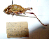  (Pholidoptera fallax - 01DRAGO_H09)  @14 [ ] CreativeCommons - Attribution (2010) Gergin Blagoev, Centre for Biodiversity Genomics Centre for Biodiversity Genomics