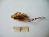  ( - 02DRAGO_C02)  @12 [ ] Copyright  G. Blagoev 2010 Unspecified