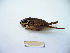  ( - 02DRAGO_H10)  @13 [ ] Copyright  G. Blagoev 2010 Unspecified
