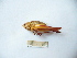  ( - 03DRAGO_C11)  @13 [ ] Copyright  G. Blagoev 2010 Unspecified