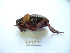  ( - 03DRAGO_G10)  @14 [ ] Copyright  G. Blagoev 2010 Unspecified