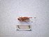  (Omocestus petraeus - 05DRAGO_C01)  @13 [ ] Copyright  G. Blagoev 2010 Unspecified