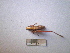  (Incertana - 05DRAGO_D03)  @13 [ ] Copyright  G. Blagoev 2010 Unspecified