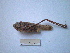  (Platycleis intermedia - 05DRAGO_F04)  @13 [ ] Copyright  G. Blagoev 2010 Unspecified