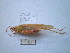  (Tettigonia caudata - 05DRAGO_F06)  @14 [ ] Copyright  G. Blagoev 2010 Unspecified