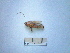  (Bicolorana - 05DRAGO_H01)  @13 [ ] Copyright  G. Blagoev 2010 Unspecified