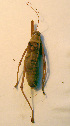 ( - 06DRAGO_C02)  @12 [ ] Copyright  G. Blagoev 2010 Unspecified