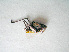 (Psorodonotus macedonicus - 06DRAGO_G04)  @12 [ ] Copyright  G. Blagoev 2010 Unspecified