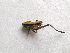  ( - 06DRAGO_G06)  @12 [ ] Copyright  G. Blagoev 2010 Unspecified