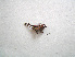  ( - 06DRAGO_G08)  @11 [ ] Copyright  G. Blagoev 2010 Unspecified