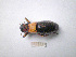  (Callimenus macrogaster - 06RAGO_E10)  @14 [ ] Copyright  G. Blagoev 2010 Unspecified