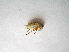  (Pholidoptera frivaldszkyi - 07DRAGO_A04)  @13 [ ] Copyright  G. Blagoev 2010 Unspecified