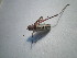  ( - CCDB-11144-D07)  @12 [ ] Copyright  G. Blagoev 2011 Unspecified