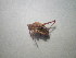  ( - CCDB-11144-G04)  @11 [ ] Copyright  G. Blagoev 2011 Unspecified