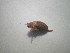  ( - CCDB-11144-G05)  @11 [ ] Copyright  G. Blagoev 2011 Unspecified