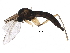  ( - BIOUG20983-B05)  @11 [ ] CreativeCommons - Attribution (2016) CBG Photography Group Centre for Biodiversity Genomics