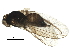  (Phytomyza tiarellae - BIOUG21149-A08)  @13 [ ] CreativeCommons - Attribution (2015) CBG Photography Group Centre for Biodiversity Genomics