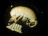  ( - WA-019_011)  @12 [ ] CreativeCommons  Attribution Non-Commercial Share-Alike (2016) Unspecified DFO