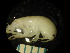 ( - WA-021_003)  @12 [ ] CreativeCommons  Attribution Non-Commercial Share-Alike (2016) Unspecified DFO