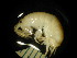  ( - WA-022_005)  @13 [ ] CreativeCommons  Attribution Non-Commercial Share-Alike (2016) Unspecified DFO