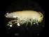  ( - WA-017_006)  @12 [ ] CreativeCommons  Attribution Non-Commercial Share-Alike (2016) Unspecified DFO