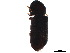  ( - BIOUG25134-B06)  @11 [ ] CreativeCommons - Attribution (2018) CBG Photography Group Centre for Biodiversity Genomics