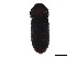  ( - BIOUG25134-B07)  @11 [ ] CreativeCommons - Attribution (2018) CBG Photography Group Centre for Biodiversity Genomics